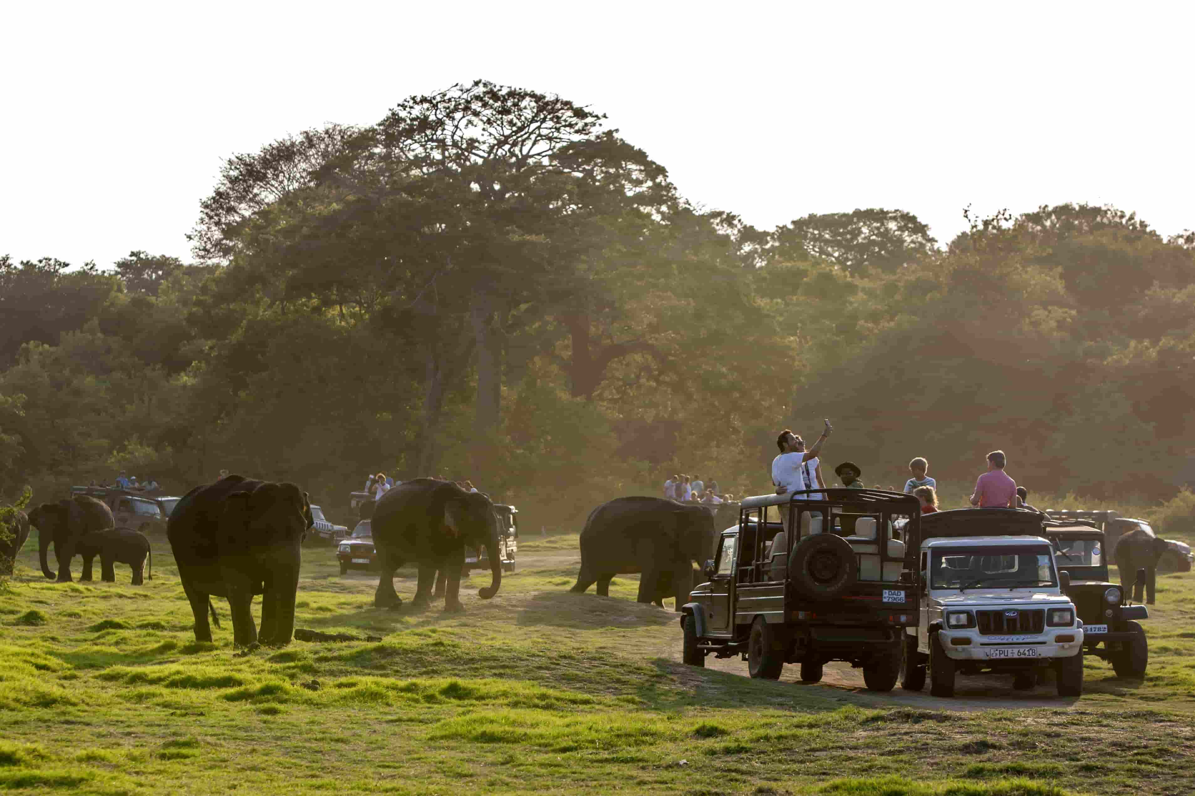 Minneriya National Park