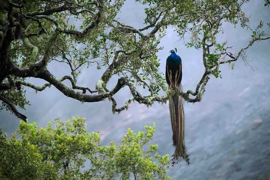 Sinharaja Rain Forest