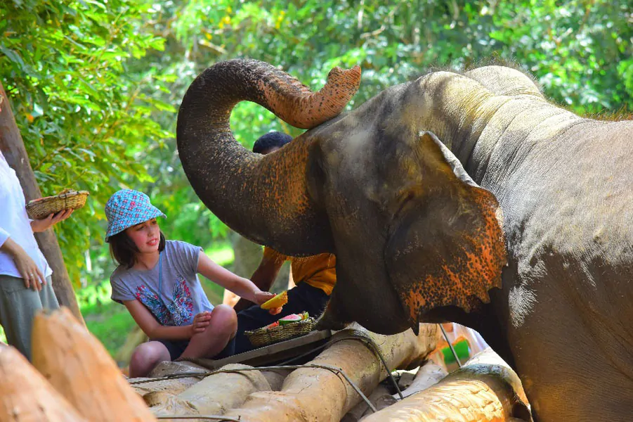 Pinnawala Elephant Orphanage