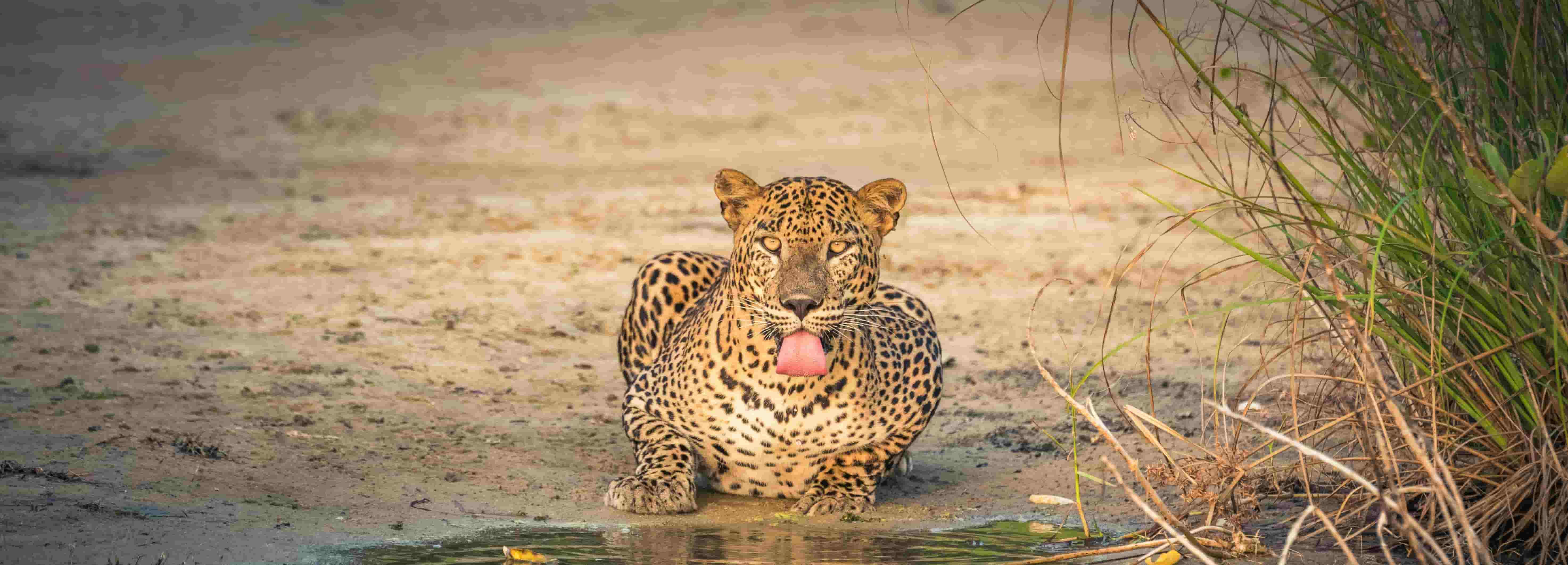 Yala National Park