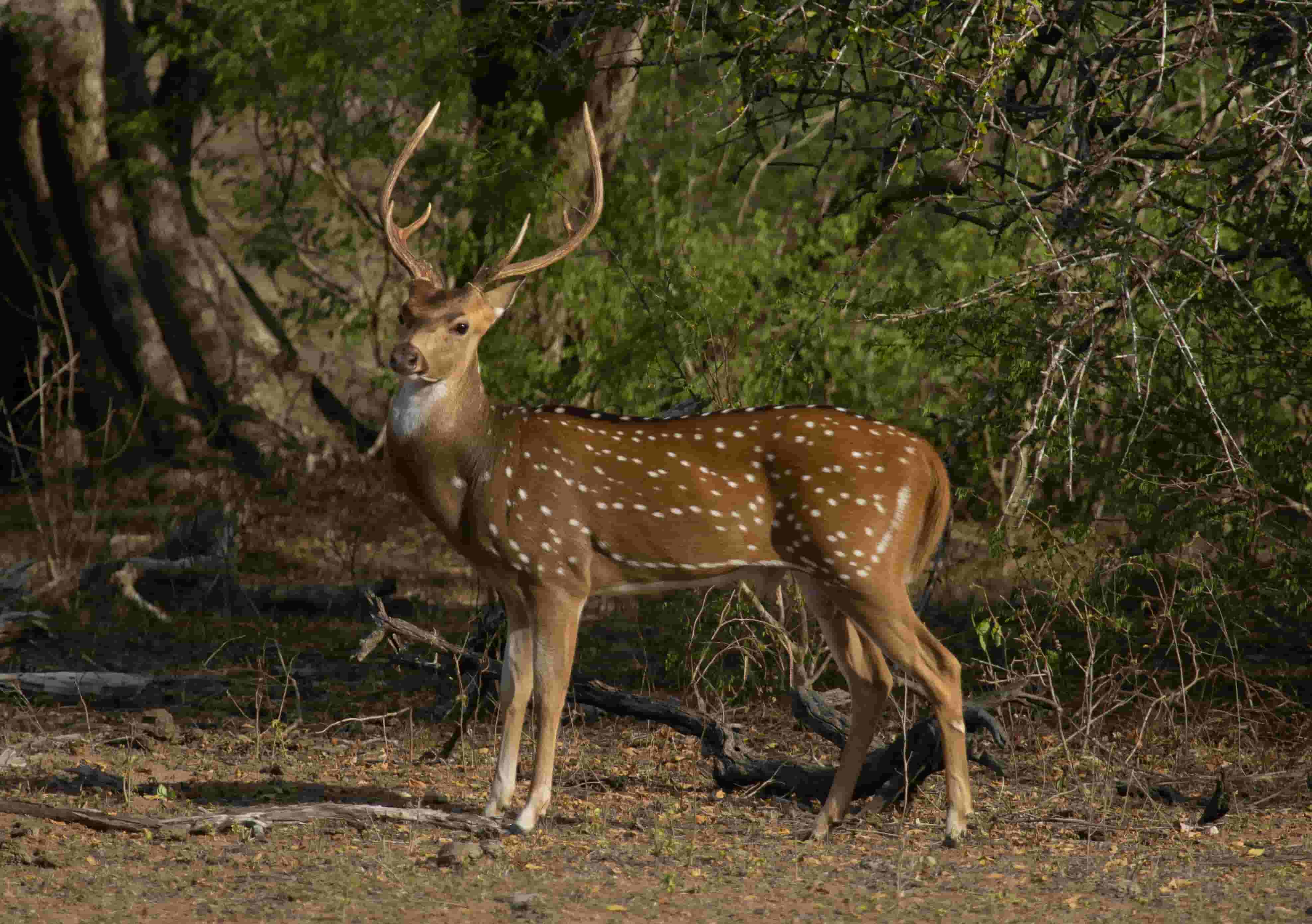 Yala National Park