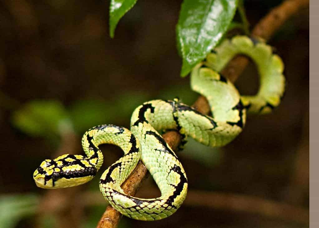 Sinharaja Rain Forest